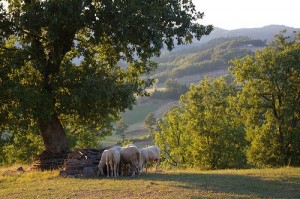 Most small family farms in Umbria still keep a small flock of sheep for fresh ricotta