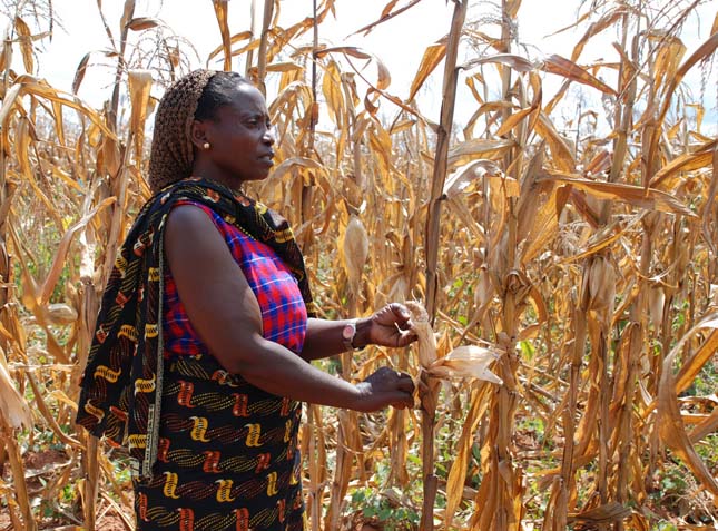 Tanzanian farmer with drought-affected maize
